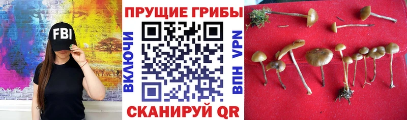 где найти   Мышкин  Галлюциногенные грибы ЛСД 